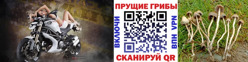 Галлюциногенные грибы MAGIC MUSHROOMS  Рославль 